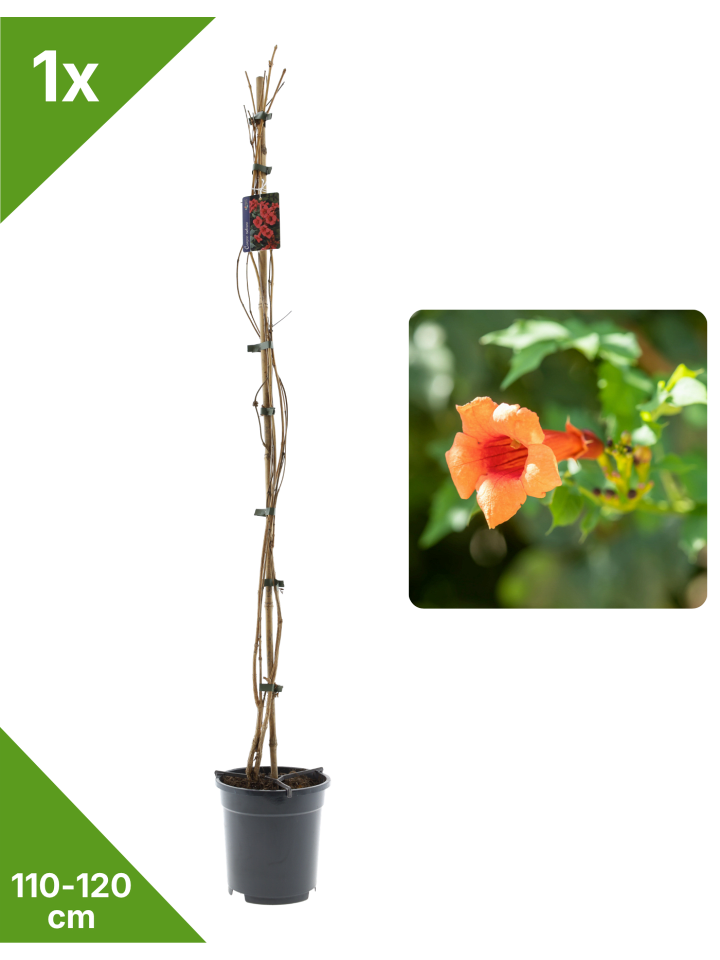 Trompetbl. orange 110-120cm 2L Topf