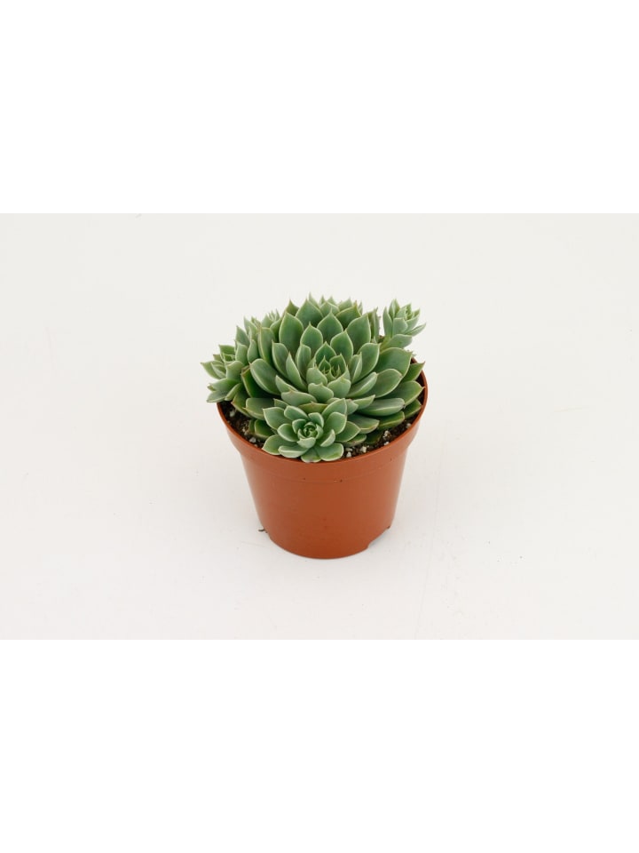 Sukulente Echeveria Scorpio 15cm