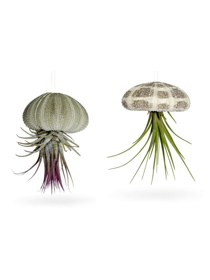 Seeigelgehäuse mit echter Tillandsia 2 er Set