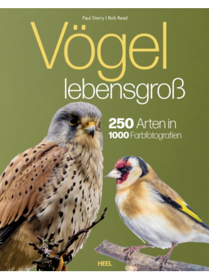 Buch - Vögel lebensgroß