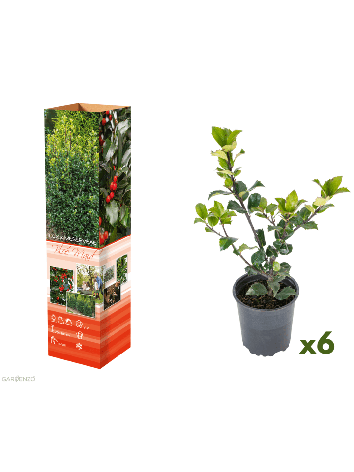 6er-Set: Ilex meserveae 'Blue Maid'