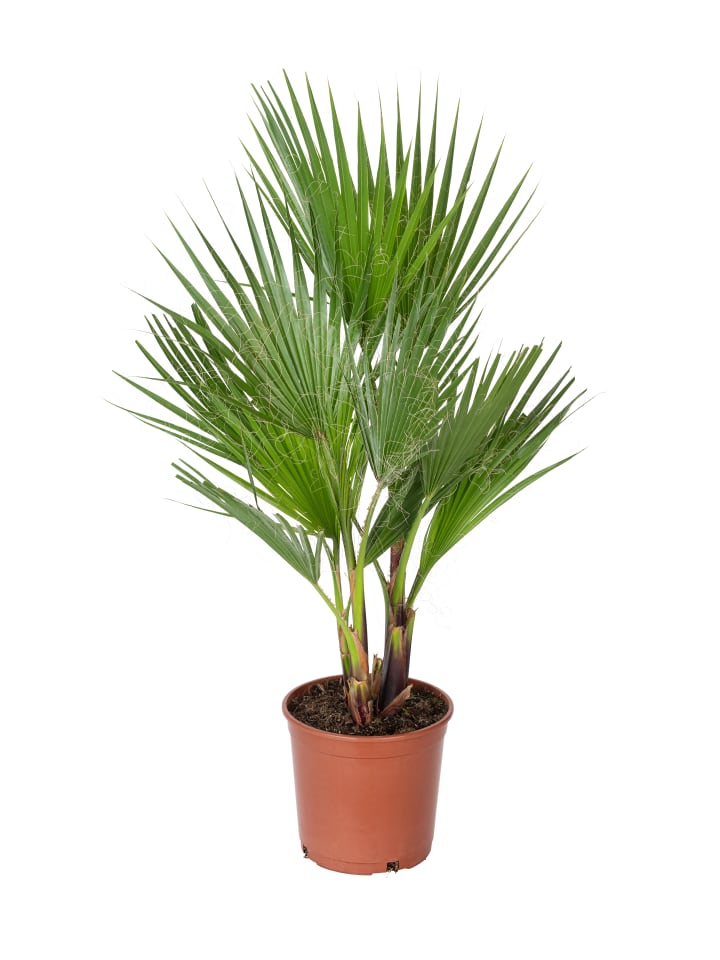 Washingtonia robusta Groß