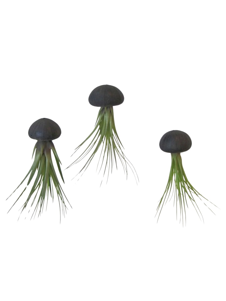 3er Set Seeigelgehäuse Urchin schwarz mit Tillandsie Melanocrator