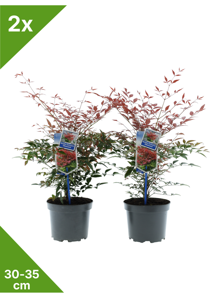 2er-Set: Nandina Domestica Obsessed in Bunt