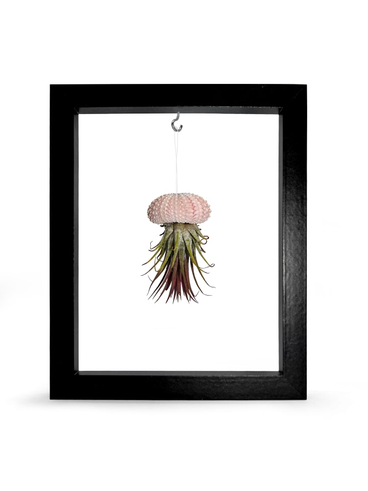 Kombination aus Seeigelgehäuse rosa und Tillandsia in Rahmen schwarz