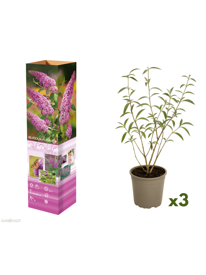 3er-Set: Schmetterlingspflanzen Davidii in Rosa