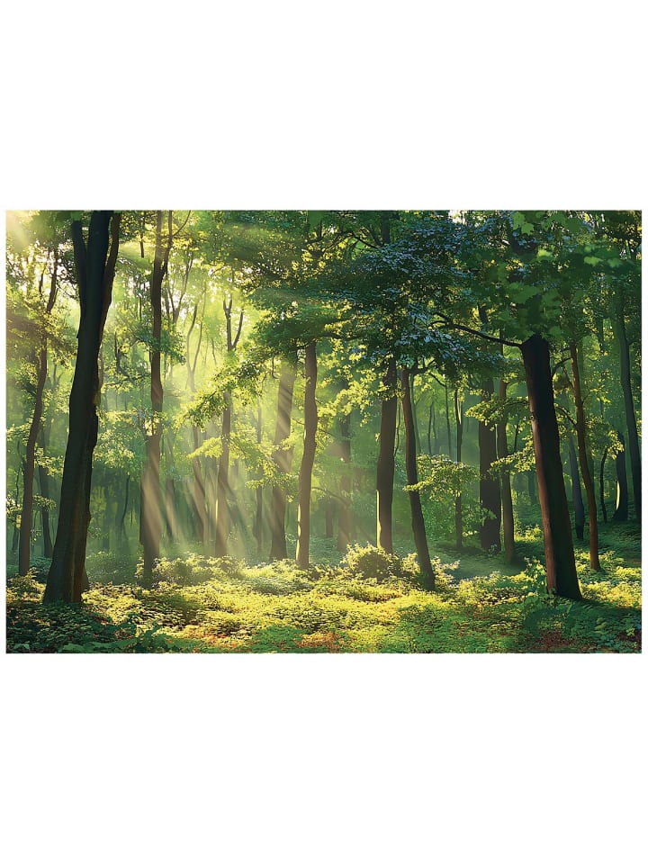 Fototapete Wald in Grün