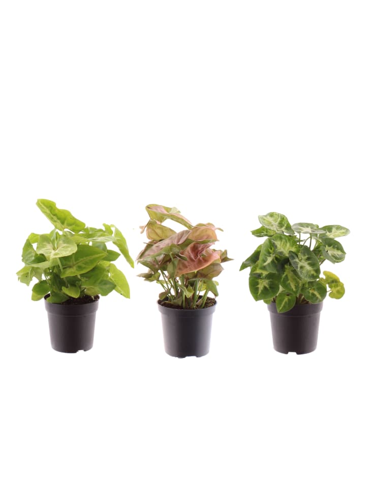 3 x Syngonium gemischt Zimmerpflanze