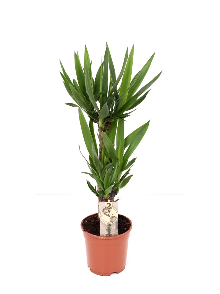 Yucca Palme XXL 90cm