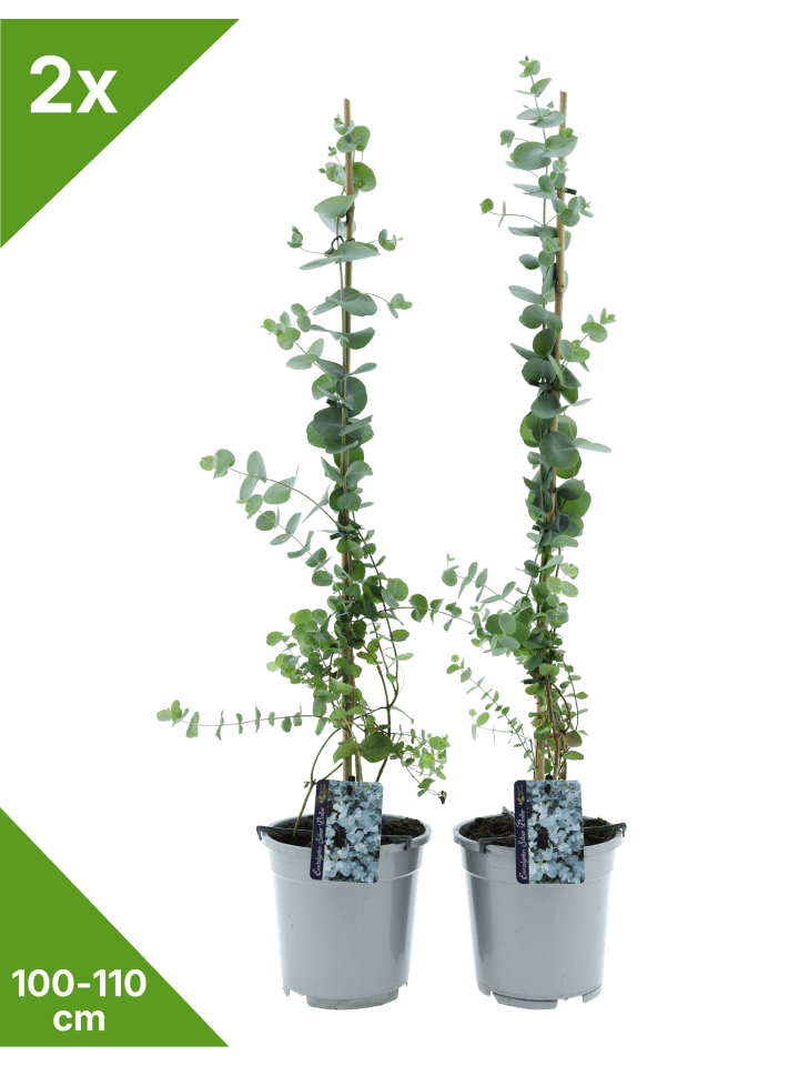 2er-Set: Eukalyptus 'Silver Dollar' 100-110cm