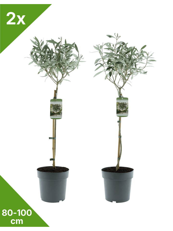2er-Set Olivenbaum 80-100cm 3L Topf