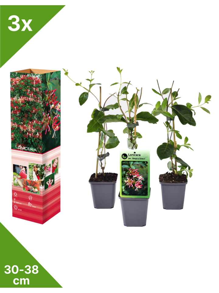 3er-Set: Lonicera periclymenum in Bunt