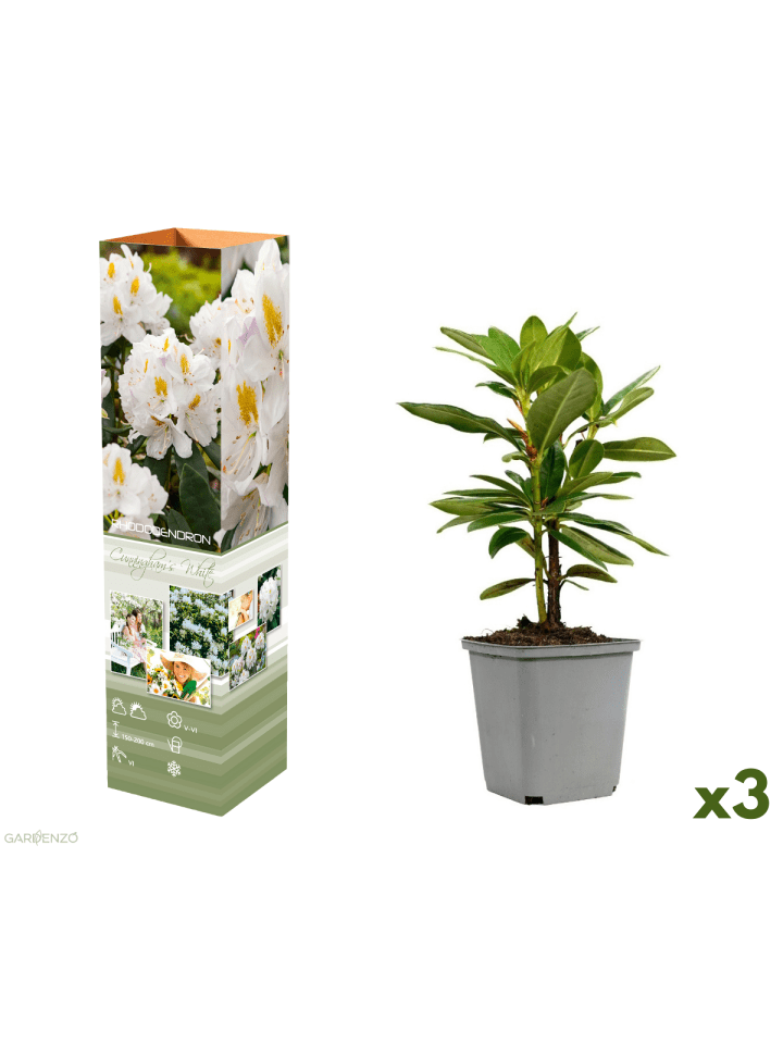 3er-Set: Rhododendron 'Cunningham's White' in Weiß