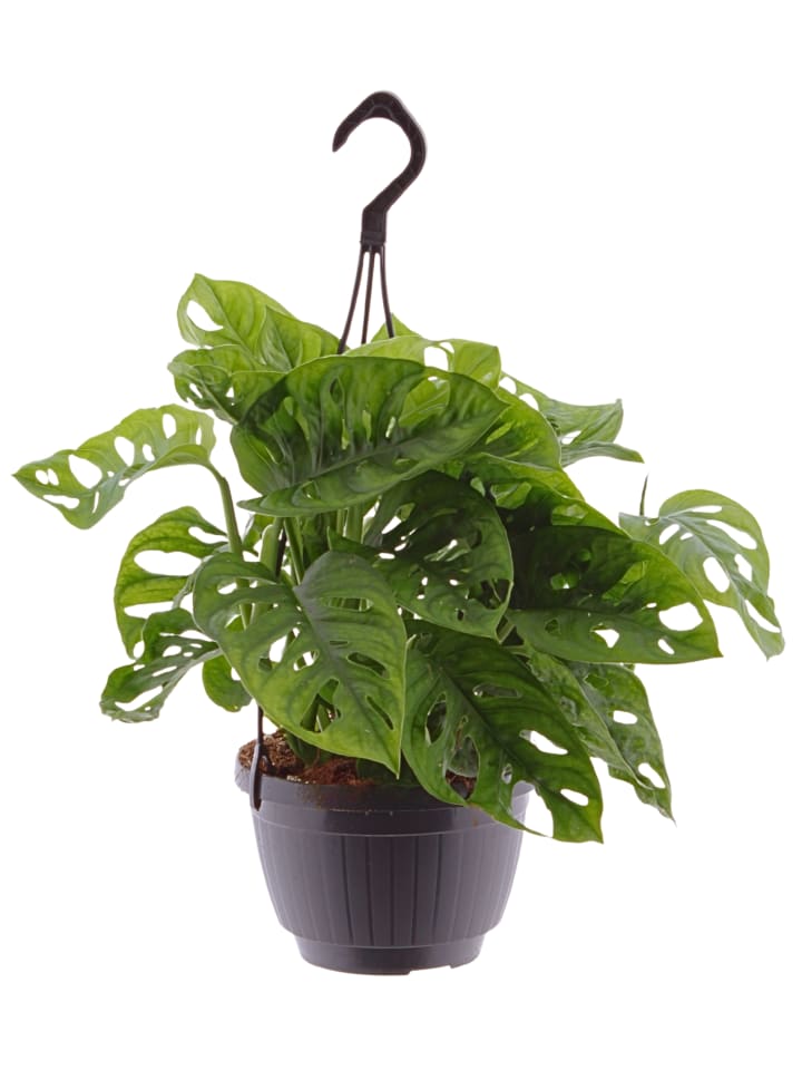 Monstera adansonii Hängeampel 40cm