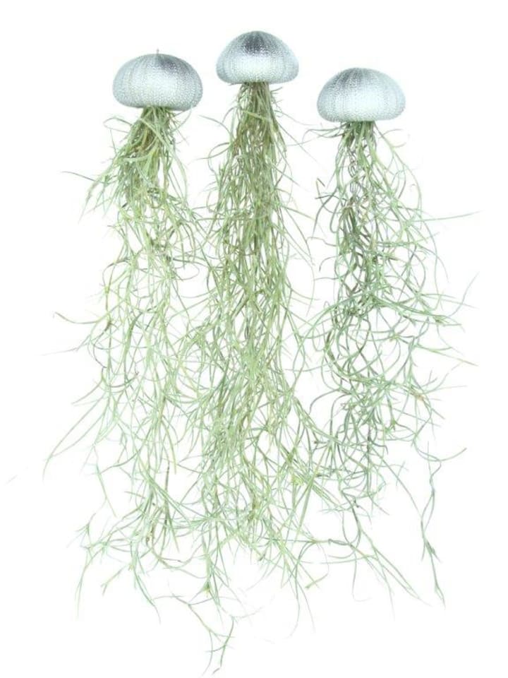 3er Set Seeigelgehäuse silber mit tillandsia spanisch Moos