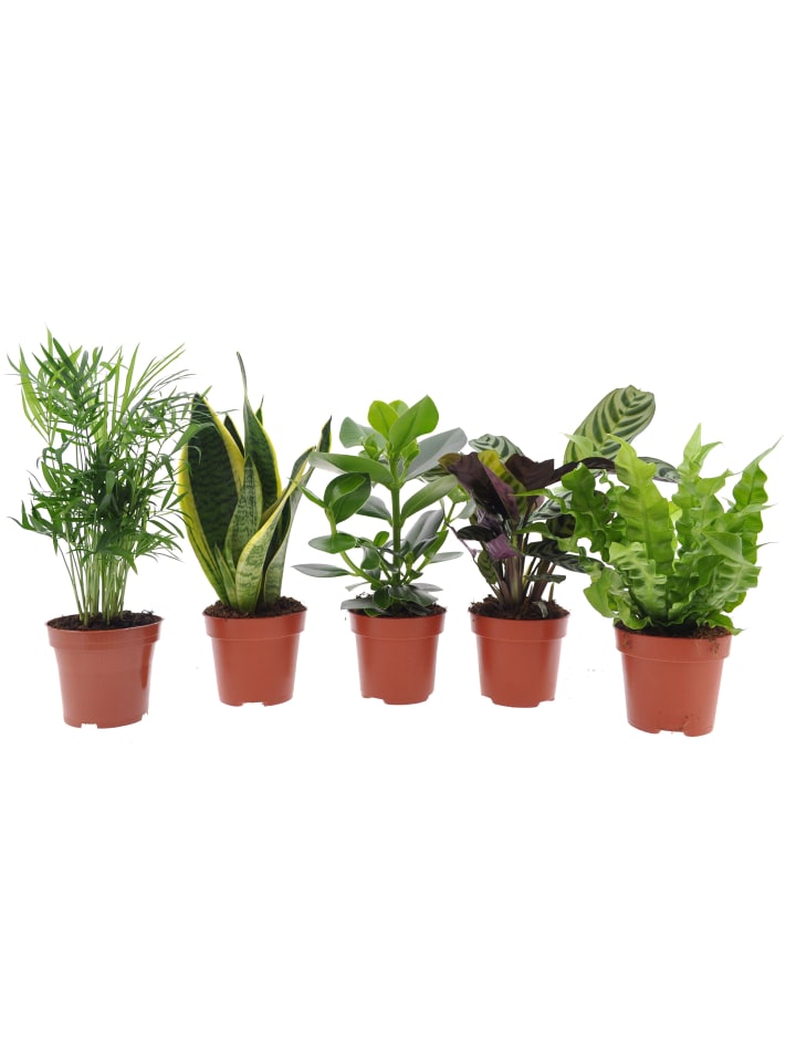5 x Zimmerpflanzen Easy Care Mix 