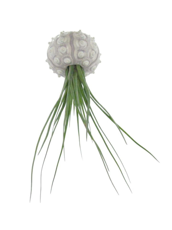 1er Set Seeigelgehäuse Sputnik mit Tillandsia juncea grün