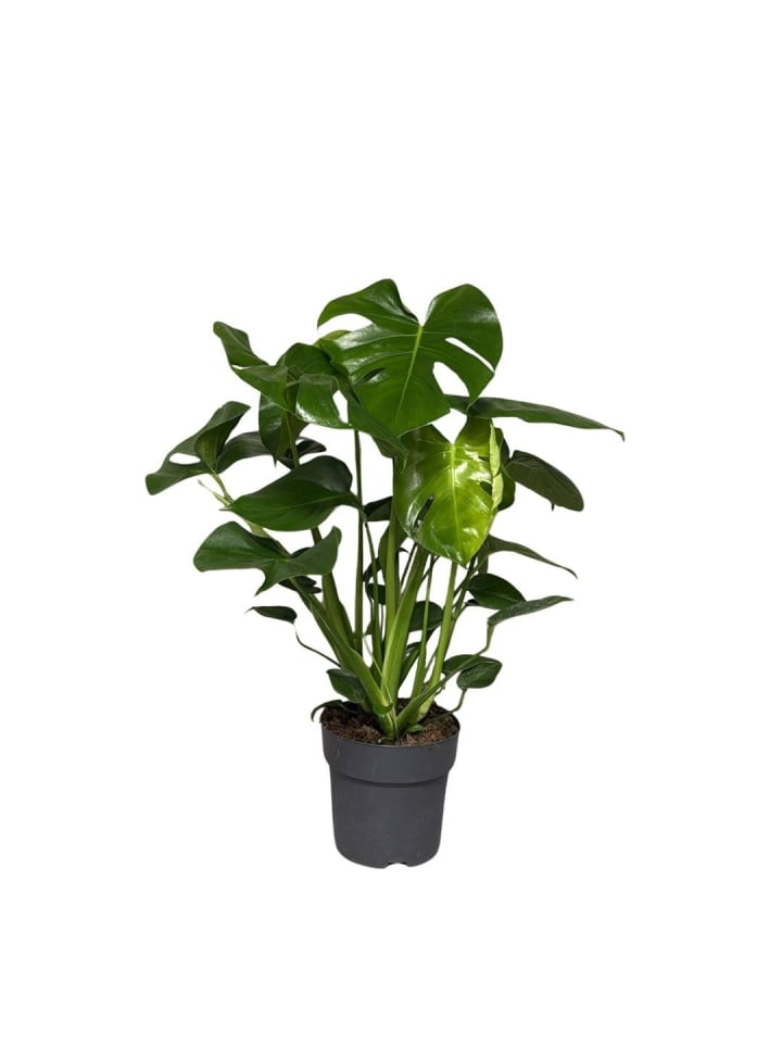 Monstera deliciosa 40cm Zimmerpflanze