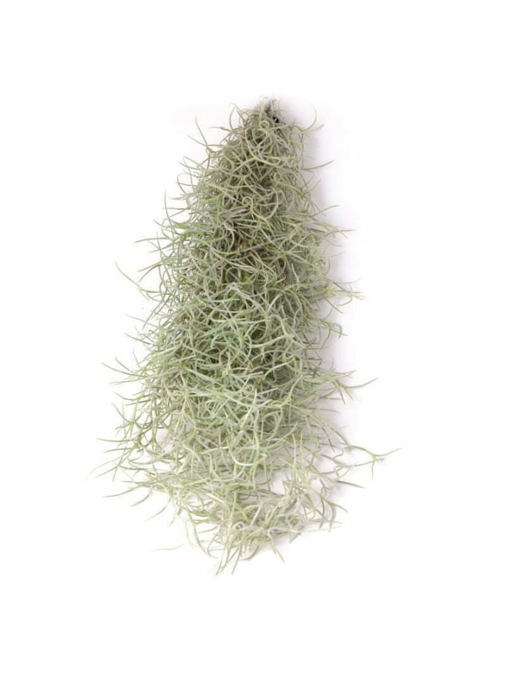 Tillandsia Luftpflanze 20 cm Spanisches Moos