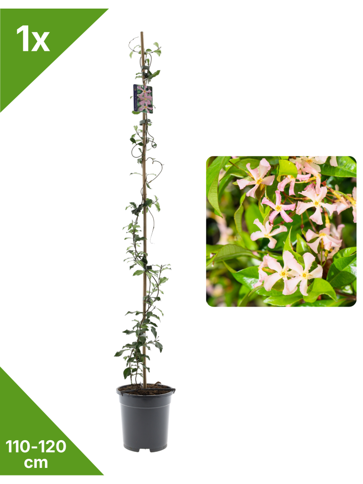 Sternjasmin rosa 110-120cm 2L Topf