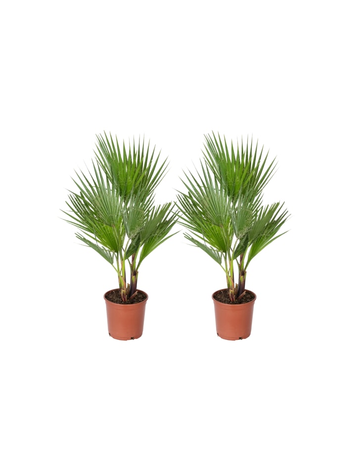 2er-Set: Washingtonia robusta Groß 