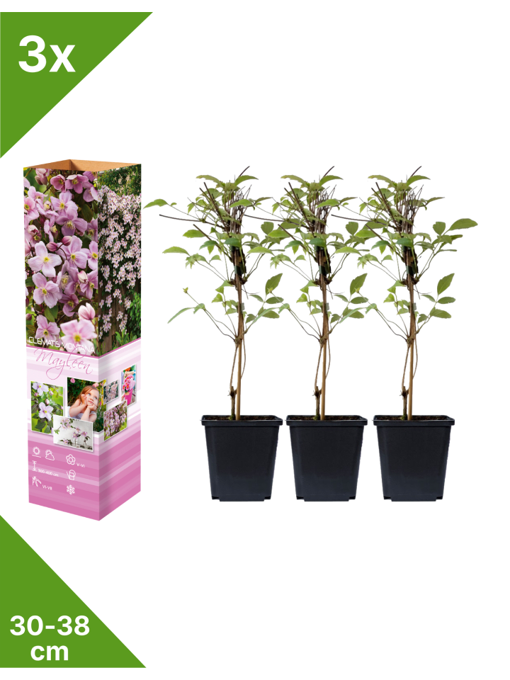 3er-Set: Pflanzen Clematis montana Mayleen in Rosa