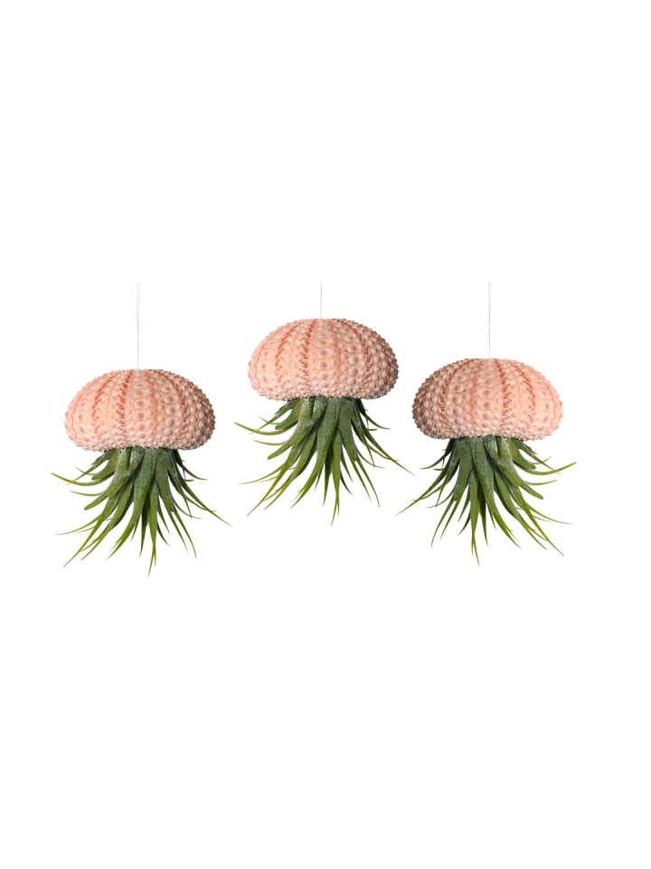 3er Set Seeigelgehäuse rosa mit echter Tillandsia Kammi