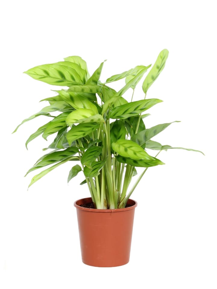 Calathea leopardina 40cm Zimmerpflanze