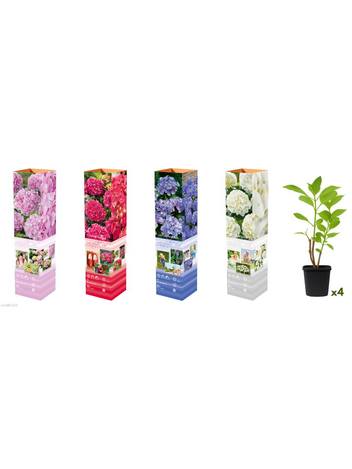 4er-Set: Hortensie (Hydrangea macrophylla) in Bunt