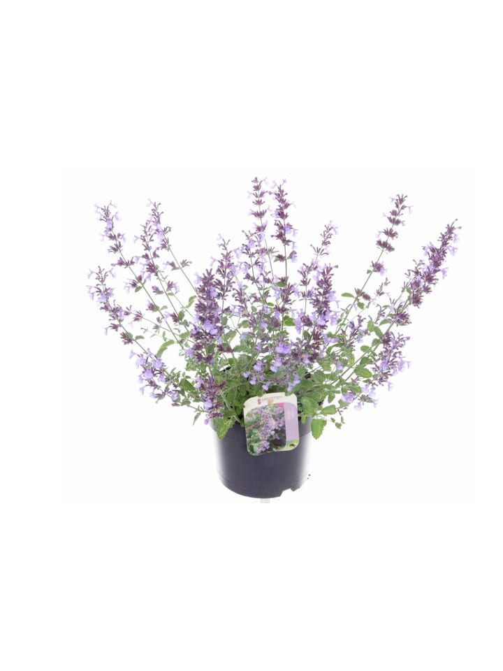 Katzenminze Busch 45cm XXL Nepeta 'Walker's Low'