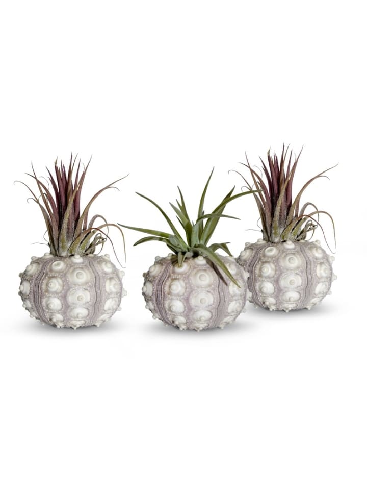 Bezaubernde Kombination aus Seeigelgehäuse und Tillandsia 3 er Set