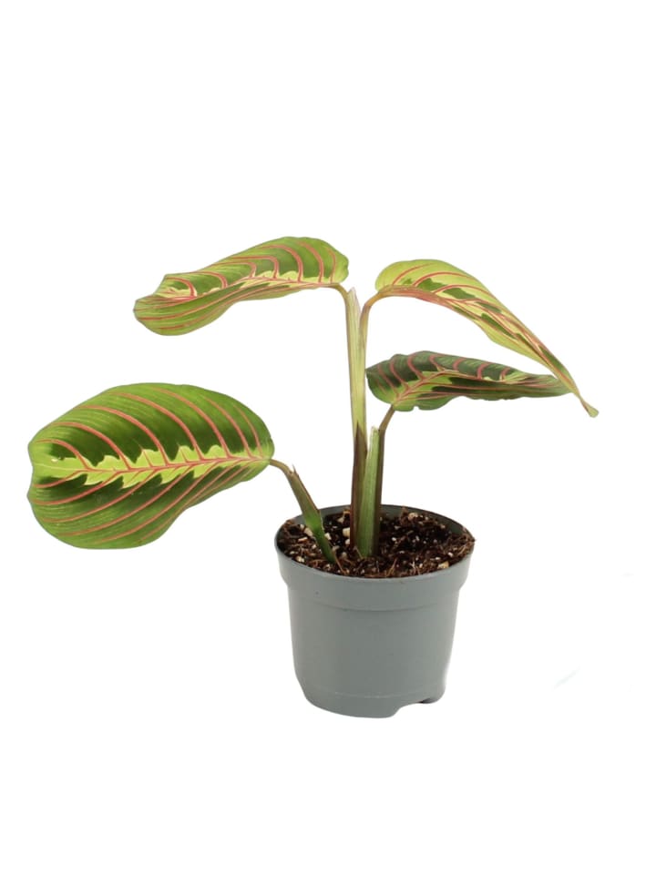 Maranta leuconeura 'Fascinator' 25cm Zimmerpflanze
