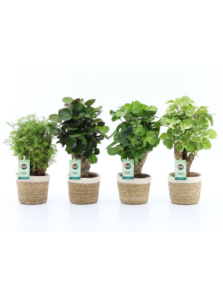 4 x Fiederaralie Polyscia mit Übertopf 40cm