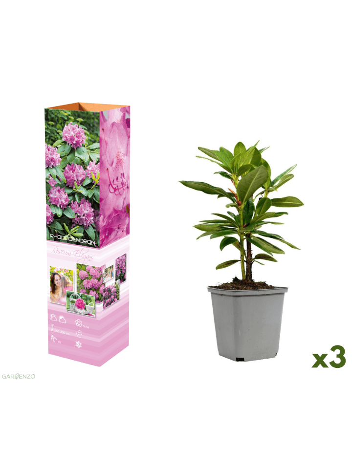 3er-Set: Rhododendron Roseum Elegans in Rosa