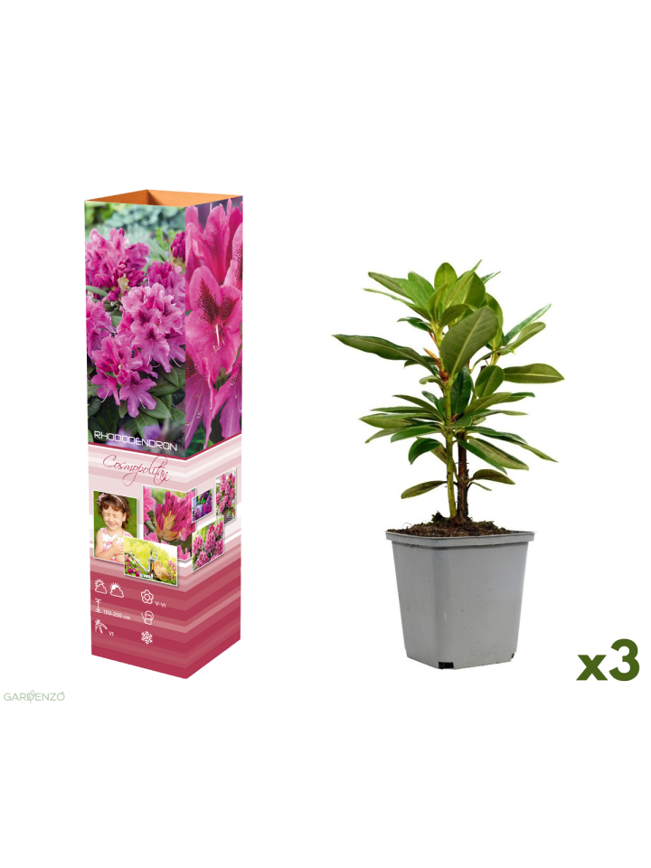 3er-Set: Rhododendron Cosmopolitan in Rosa