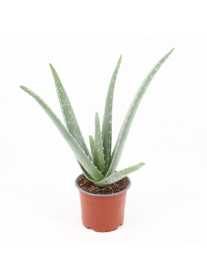Aloe Vera 30 cm Zimmerpflanze