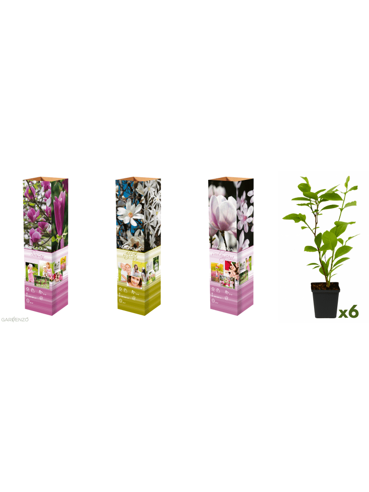 6er-Set: Magnolien in Bunt