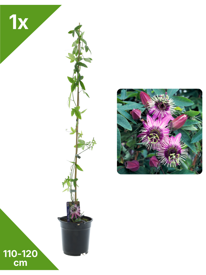 Passionsblume rosa 110-120cm 2L Topf