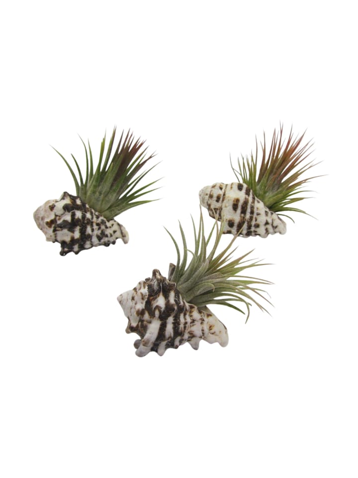 3er Muschelset schwarz-weiß mit echten Tillandsia