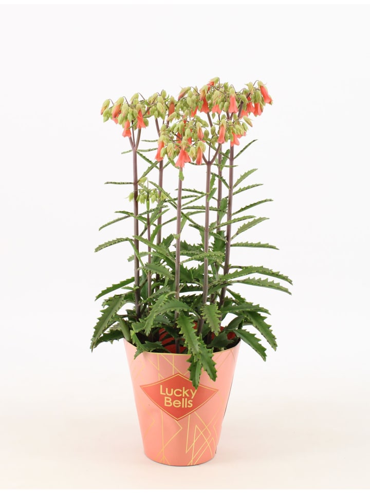 Kalanchoe Lucky Bells 40cm Rarität 