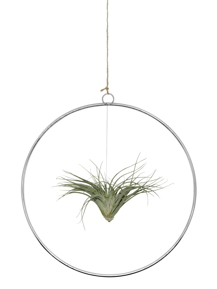 Kombination aus Tillandsia im Loop silber