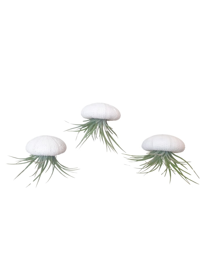 3er Set Seeigelgehäuse Alfonso weiß mit Tillandsie Kammi