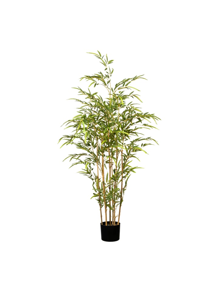 Creativ green Deko-Bambus in grün günstig kaufen | limango