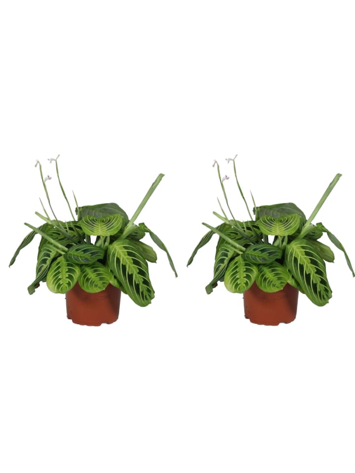 2 x Maranta leuconeura Lemon Lime