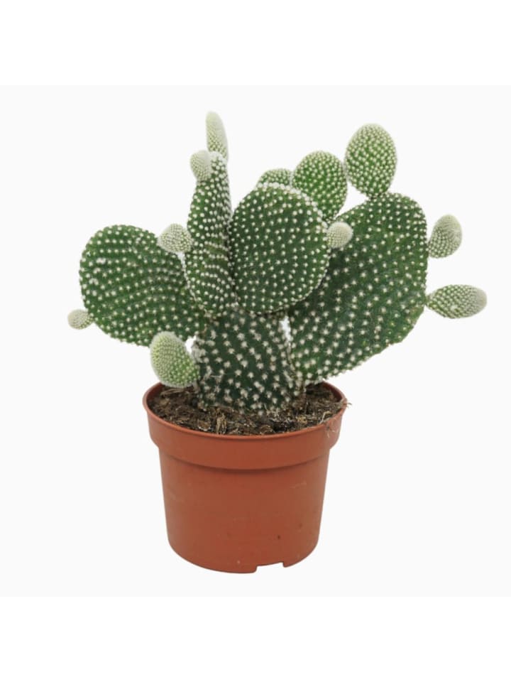 Feigenkaktus Opuntia microdasys Albispina