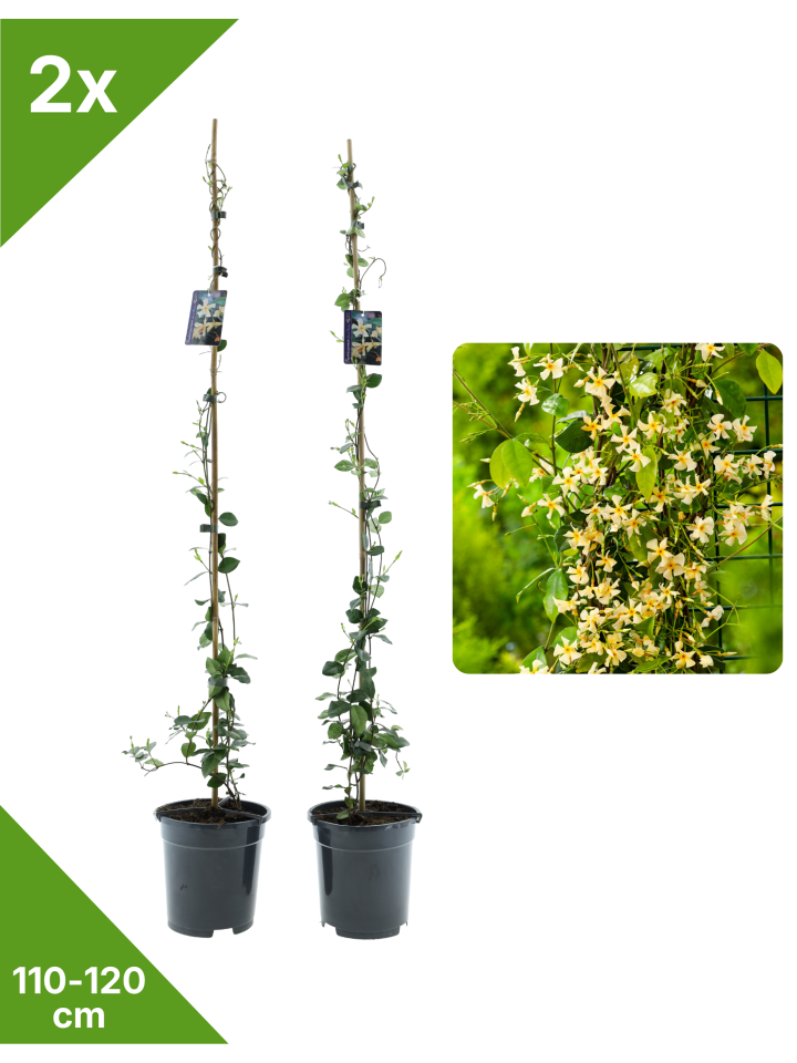 2er-Set Sternjasmasin gelb 110-120cm 2L Topf
