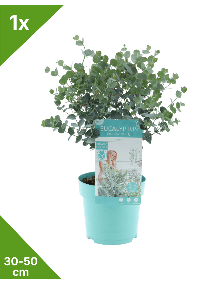 Eukalyptus gunnii 'Azura' 30-50cm