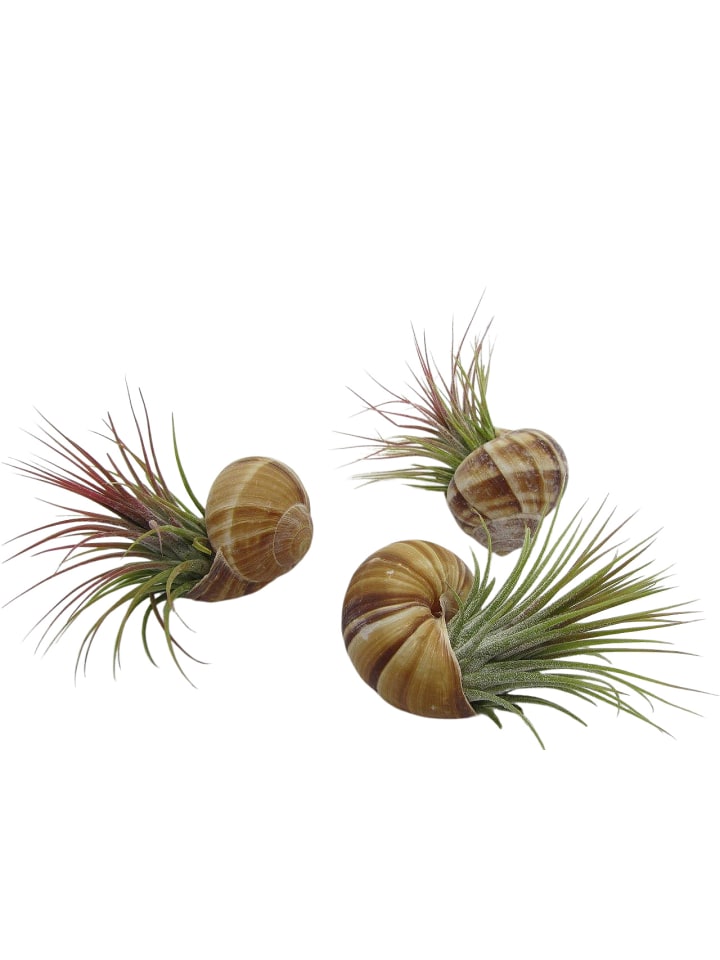3er Schneckenset mit echten Tillandsia natur