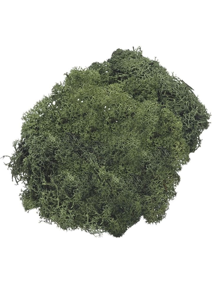 Islandmoos tannengrün 250 g
