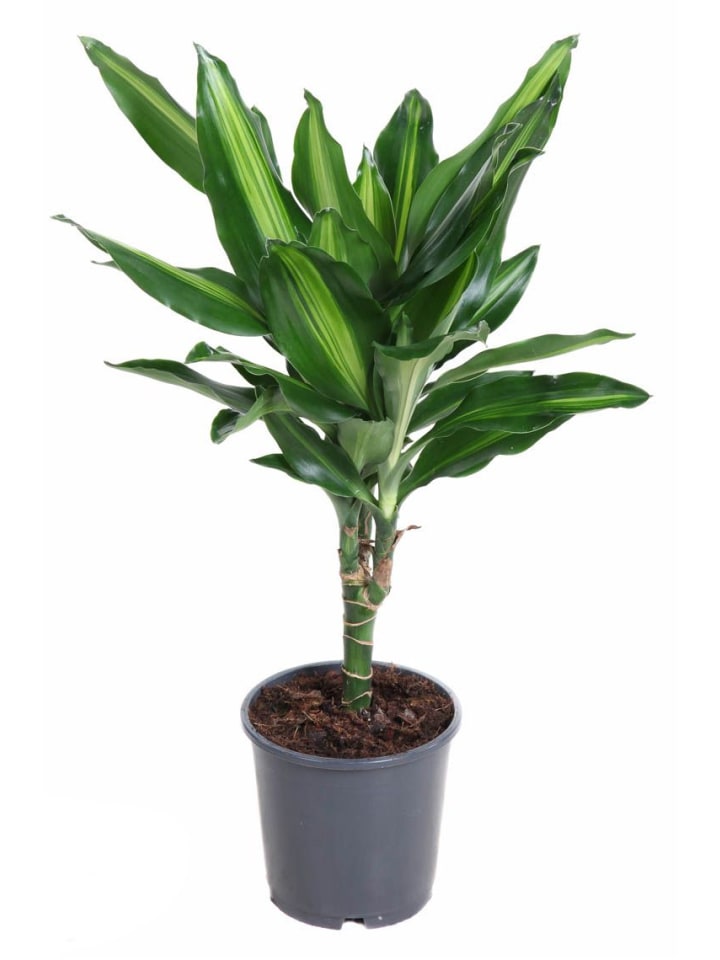 Drachenbaum Dracaena fragrans Cintho 40cm Zimmerpflanze